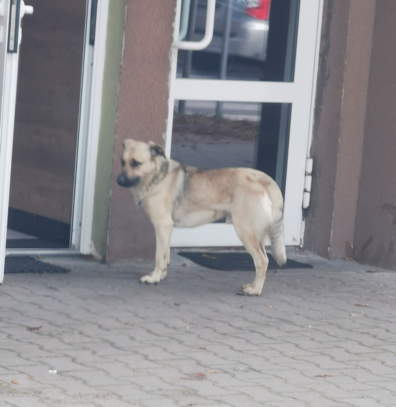 pies-szuka-domu-07102025