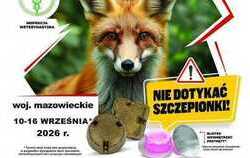 Zdjęcie do Szczepienie lis&oacute;w przeciwko wściekliźnie